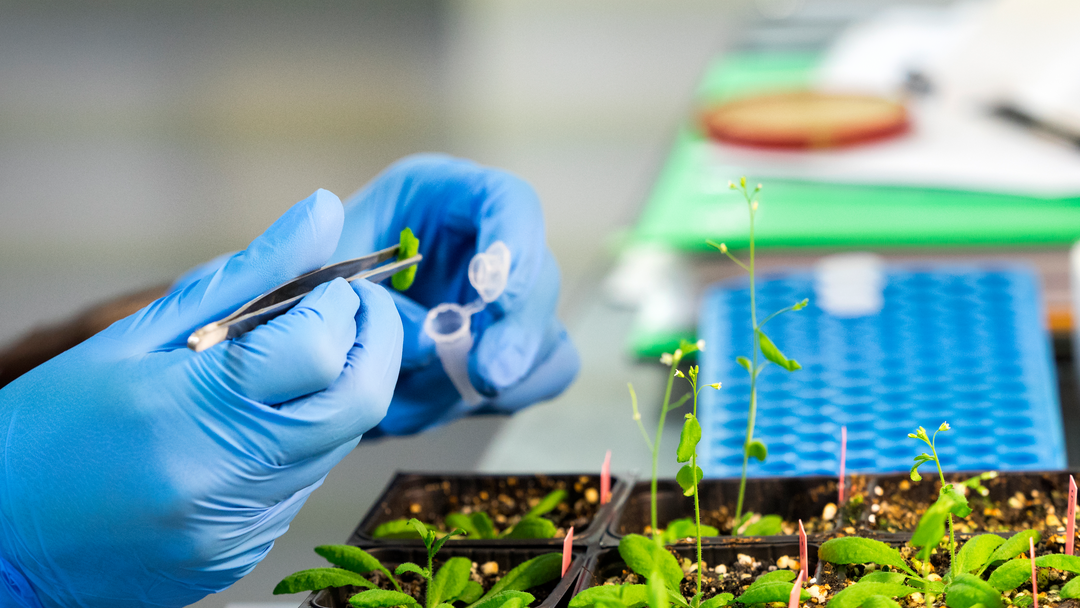 Syngenta|Medium res image-Syngenta Group - HQ - Basel - Switzerland